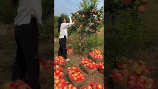 Amazing pomegranate harvest in our rural garden😃😃|| fresh pomegranate| #shorts #satisfying #fruit