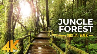 Hawaii Botanik Bahçesi - Orman Ormanı Sinematik Sanal Yürüyüş (Yavaş Çekim)