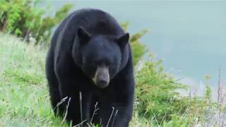 INCREDIBLE BLACK BEAR BEHAVIOR!