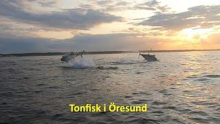 Bluefined tuna in Öresund 2024