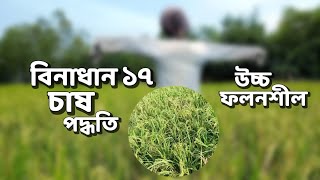 উচ্চফলনশীল বিনা ধান ১৭ চাষ পদ্ধতি | How To Cultivate Bina Paddy 17, Binadhan 17 Cultivation method