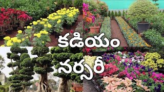 కడియం నర్సరీ | Kadiyam Nursery East Godavari | Annavaram Kadiyam Nursery