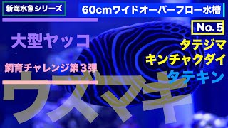 ウズマキ ヤッコ  タテキン 大型ヤッコ 飼育 新 海水魚水槽 60センチワイド オーバーフロー水槽 No.5  2022年12月22日