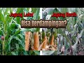 Terbongkar!! Ini Rahasia Menanam Jagung Benih Berdampingan Dengan Jagung Lokal