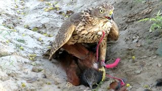 Goshawk breaks branch as chases and hunts || Raptors Today