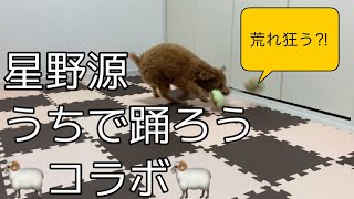 星野源さん「うちで踊ろう」×我が家の犬【トイプードル】