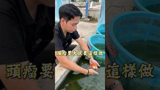 頭瘤大就要這樣做！#珠寶水族 #蘭壽 #金魚 #水族 #goldfish #熱門 #推薦