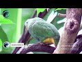 SUARA PIKAT PUNAI KEMBANG Black naped Fruit dove (Ptilinopus melanospilus)