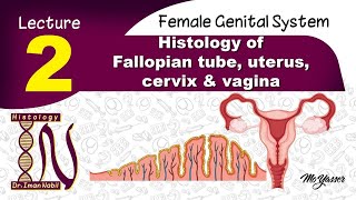 2-Histology of Fallopian tube,uterus,cervix and vagina-Female reproductive system