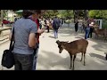 Nara bowing deer