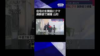 【クマ出没】住宅の玄関前に…麻酔銃で捕獲 山形・新庄市【2月2日放送】 #shorts