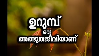 ANT  | ഉറുമ്പുകൾ ഒരു അത്ഭുത ജീവിയാണ്