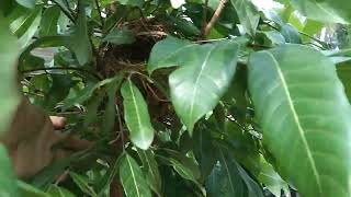 Emprit bird's nest in front of residents' houses