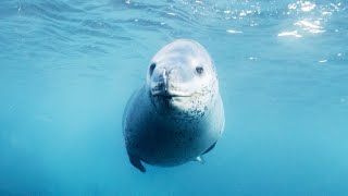 Filming in the Frozen World | Behind The Scenes Of Frozen Planet II | BBC Earth