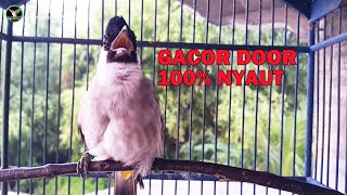 Burung Kutilang Gacor Doooor, 100% Pasti NYAUT Langsung EMOSI