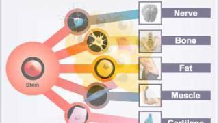 Patent Litigation Trial Graphics: Combining Illustration and PowerPoint