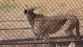 仲良しＦ３兄弟　チーター　千葉市動物公園にて　2022年3月5日　 00154