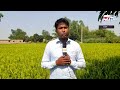 তাপদাহে ফসলের ক্ষতির আশঙ্কা summer heat bangla news mytv news