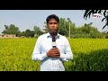 তাপদাহে ফসলের ক্ষতির আশঙ্কা summer heat bangla news mytv news