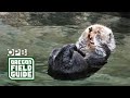 Will sea otters ever return to Oregon? | Oregon Field Guide