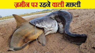 जमीन पर रहने वाली इस मछली से मीलिए । 50 Interesting Facts about Animals