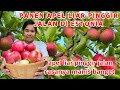 WILD APPLES || KALAP PANEN APEL LIAR PINGGIR JALAN