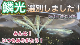 【メダカ飼育】鱗光の選別の一部始終をご覧あれ！！でも初心者ですアドバイスお願いします！！【初心者】