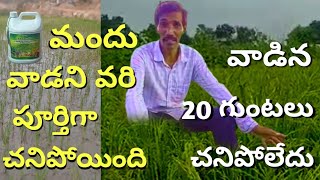 మందు వాడకపోతే || 2 ఎకరాల పొలము నష్టపోయాను || నష్టపోయాను అంటున్న రైతు