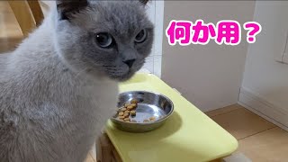 お食事中失礼します🙇‍♂️