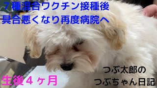 【マルプー⭐︎幼犬】３回目のワクチン注射後、体調悪く再度病院へ　♯18