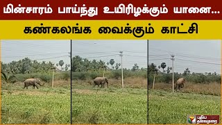 மின்சாரம் பாய்ந்து உயிரிழக்கும் யானை... கண்கலங்க வைக்கும் காட்சி | Elephant | Dharmapuri | PTD