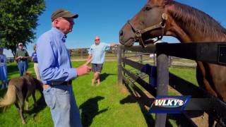 Local horse farm takes in retired thoroughbreds