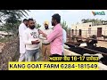 ਕੰਗ ਗੌਟ ਫਾਰਮ ਟਰੇਨਿੰਗ ਚ ਬਣਿਆ ਨੰਬਰ 1 rajudirba tungwalibakramandi goatfarming goatfarmtraining