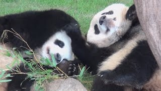 【なかよし♪】🐼おててチョンチョン♪ゆる～くじゃれあう桜浜＆桃浜♪【ふたごパンダ】　Giant panda -Ouhin\u0026Touhin -