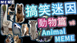 搞笑動物迷因合輯 | Funny  Animal Memes #1008  | 貓搞笑 | 狗搞笑 | 動物搞笑