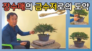 분재관리 99강  장수매의 금수저로의 도약