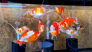 【金魚】我が家の金魚！更紗和金 キャリコ和金 玉サバ 🤗 #金魚 #goldfish