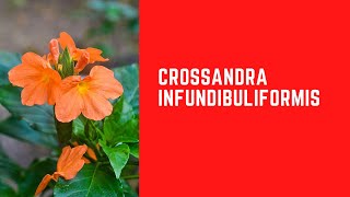 || CROSSANDRA INFUNDIBULIFORMIS ||