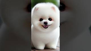 APT Song Dog Version - Adorable Mini Pomeranian Sings #funny #dog