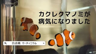 【海水魚】カクレクマノミが病気になりました