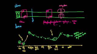 Photosynthèse : réactions dépendante de la lumière et phosphorylation