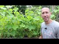 how to prune cucumber plants grow cucumbers not leaves