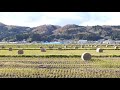 田んぼの稲わらロールとグリーンピア岩沼付近の紅葉