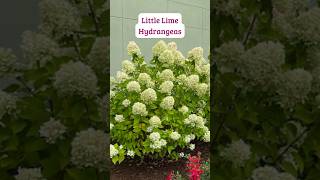 Growing Little Lime Hydrangeas #shorts #hydrangea #shrubs #floweringshrubs