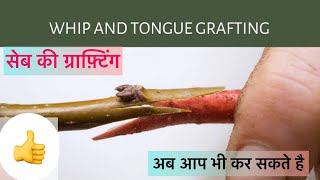 Hot climate Apple plant grafting,(￼सेब की ग्राफ़्टिंग विधि)