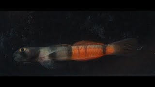 Red-belted goby (Sicyopus zosterophorum)