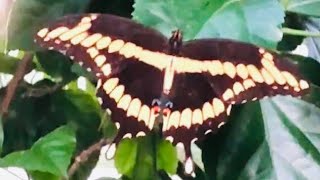 Attract MORE BUTTERFLIES! 🦋 | 5 Butterfly Garden Plants | Butterfly Garden Basics