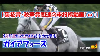 【菊花賞・秋華賞関連の未投稿動画④('ω')】　ガイアフォース　【セントライト記念出走予定(^^♪】