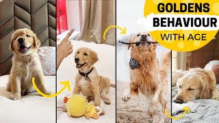 How Your Golden Retriever's Behavior Changes with Age?