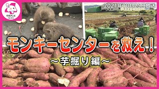 モンキーセンターを救え！～芋掘り編～（2021/10/25放送）